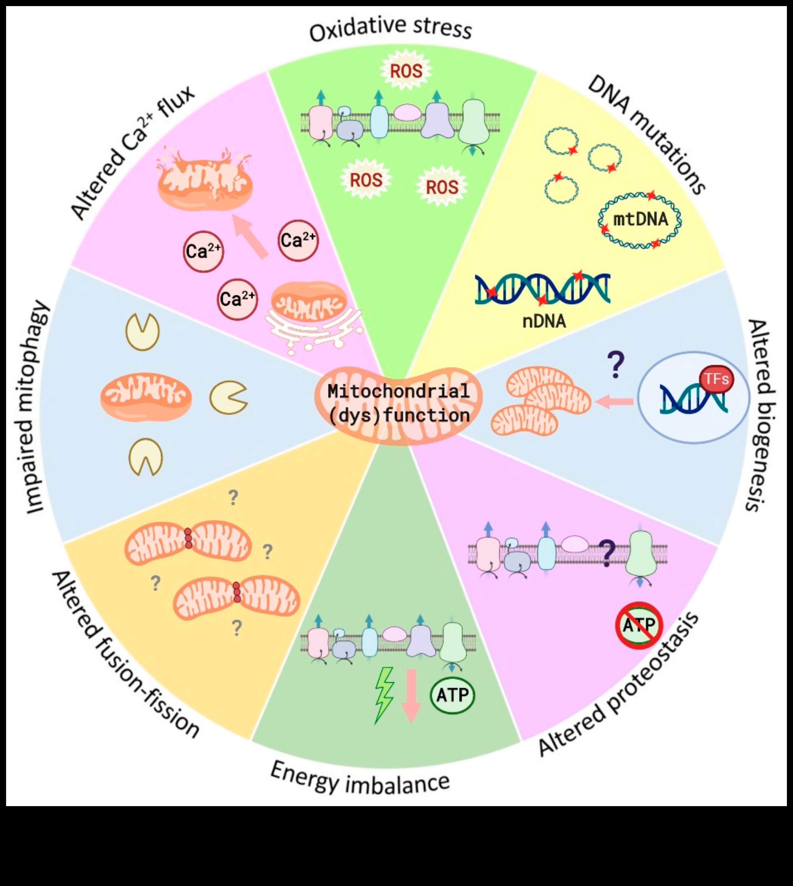 Uzturvielu meklējumi: Atklājiet veselības pamatelementus