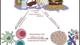 Šūnu harmonija: uztura bioķīmijas un veselības simbioze